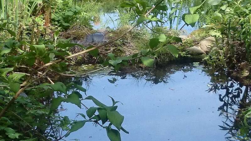 Die verschiedenen Zonen im Gartenteich – ein Leitfaden für Planung und Optimierung