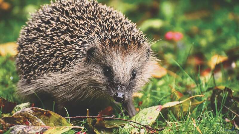 Wildtiere am Gartenteich beobachten: Ein naturnahes Erlebnis