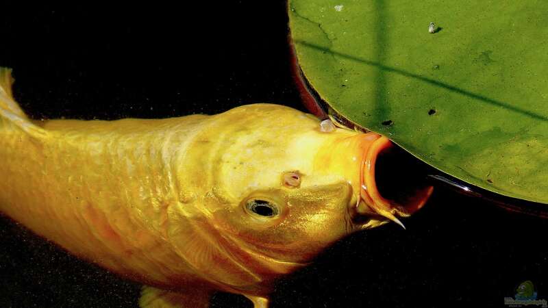 Fische im Gartenteich – Füttern oder sich selbst überlassen?