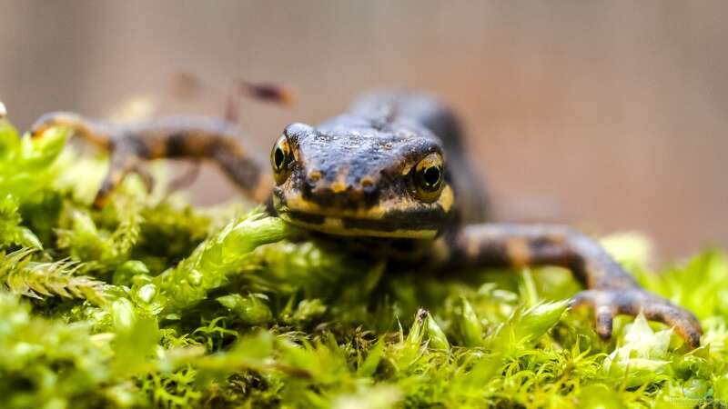 Molche im Gartenteich: Warum ein fischfreier Lebensraum wichtig ist