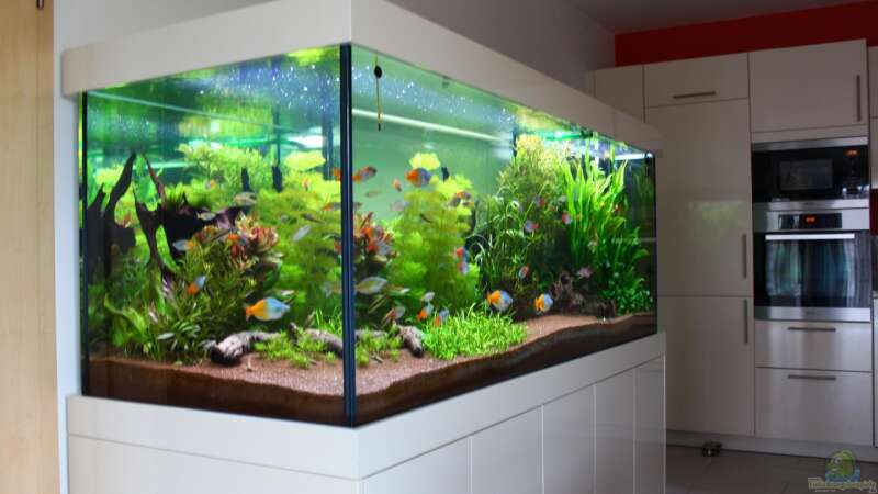 Kreative Einrichtungsideen für Aquarium, Garten, Teich und Terrarium