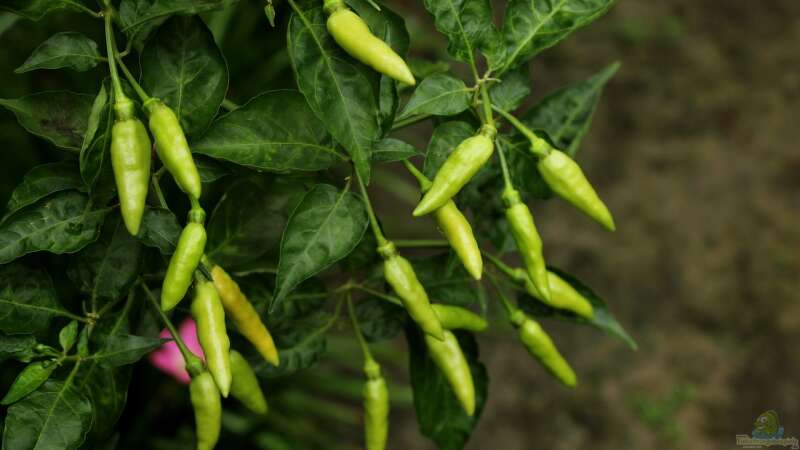 Chilis im eigenen Garten selbst anbauen