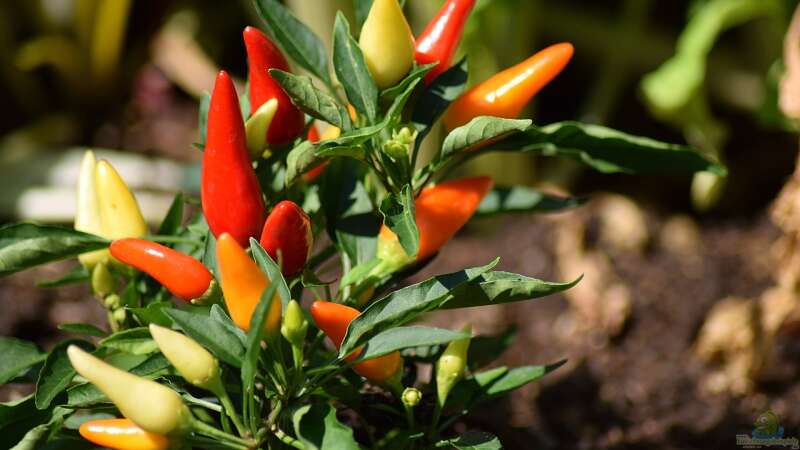 Chilis im eigenen Garten selbst anbauen