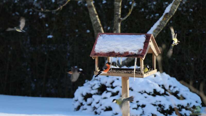 Die erste Gartenarbeit am Neujahrstag – Ein stilles Ritual für Neubeginn und Wachstum