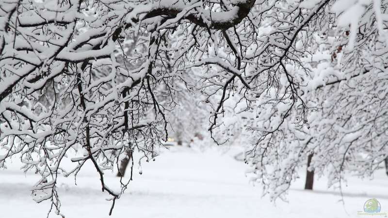 Vernalisation: Warum manche Pflanzen erst nach dem Winter blühen