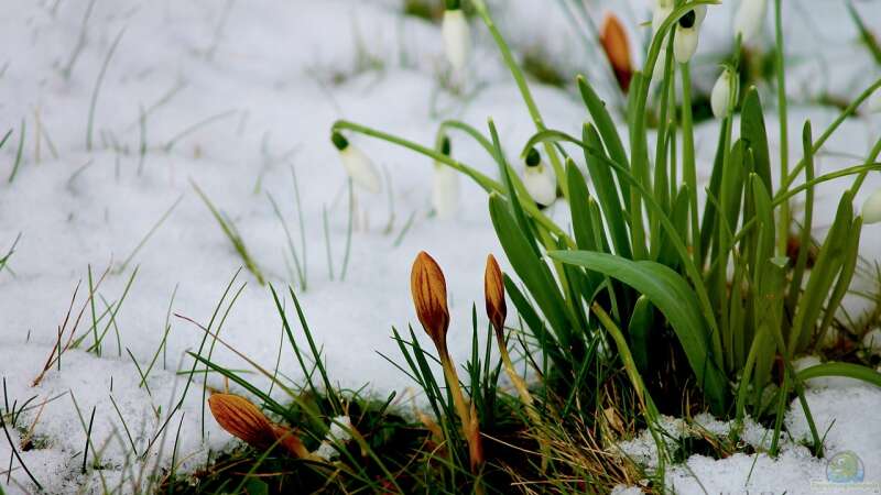 Vernalisation: Warum manche Pflanzen erst nach dem Winter blühen