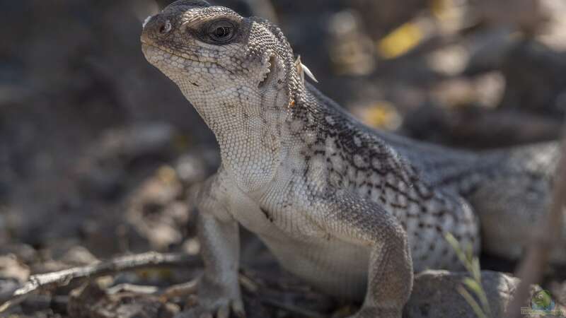 Die beliebtesten Reptilien für ein Wüstenterrarium