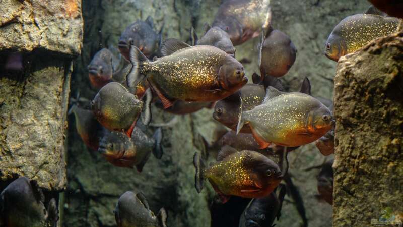 Überbesatz im Aquarium: Probleme und Lösungen