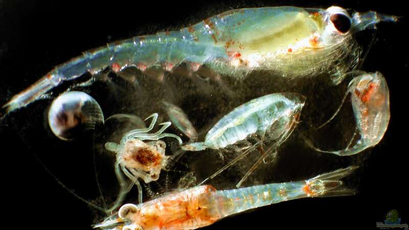 Was ist Zooplankton? Eine umfassende Einführung