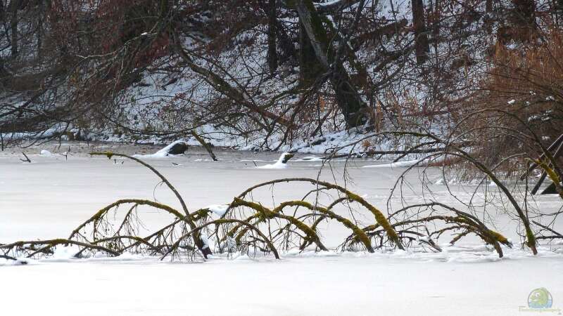 Der Hochwinter im Gartenteich – Was jetzt wichtig ist