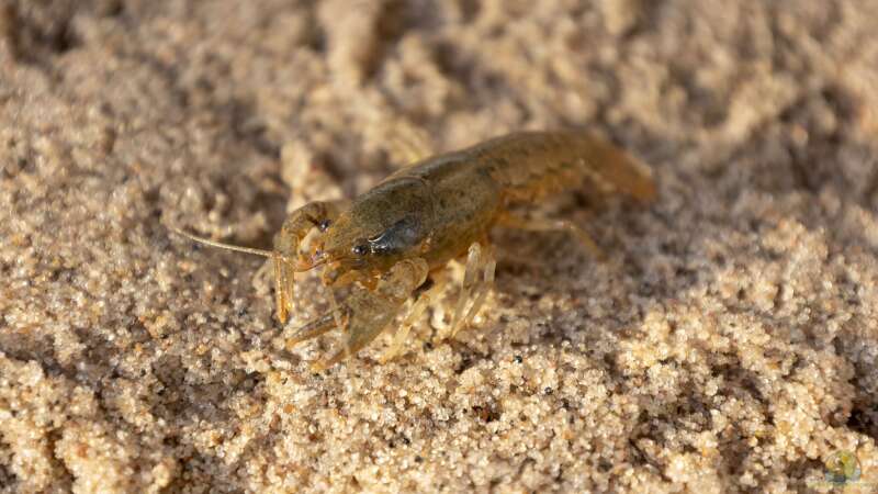 Begriffe erklärt: Was sind Makrozoobenthos?