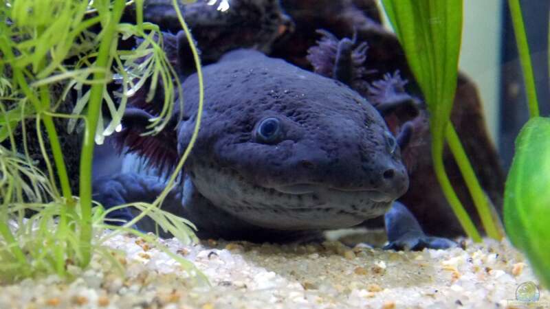 Warum benötigen Axolotl unbedingt Höhlen im Aquarium?