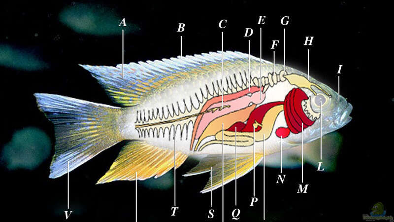 Die Schwimmblase: Das besondere Organ der Fische