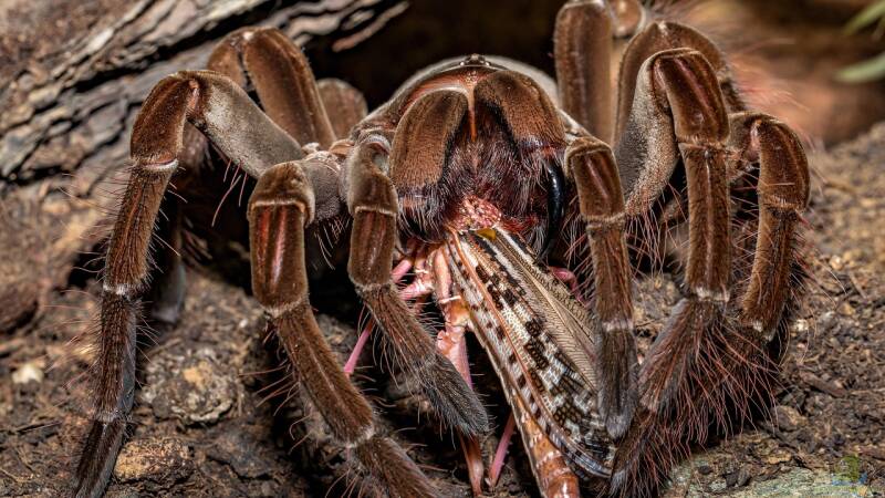 Theraphosa blondi: So lebt die größte Spinne der Welt in der Natur