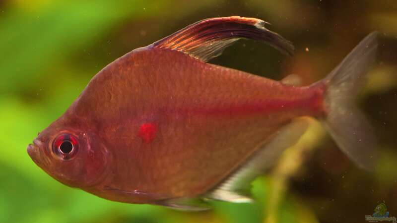 Dauerbrenner im Aquarium: Die Salmler