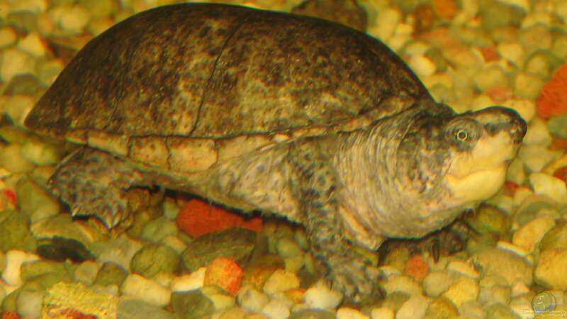 Schildkröten im Gartenteich halten