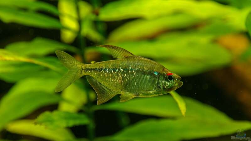 Dauerbrenner im Aquarium: Die Salmler