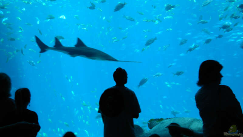 Das größte Aquarium der Welt: Georgia Aquarium