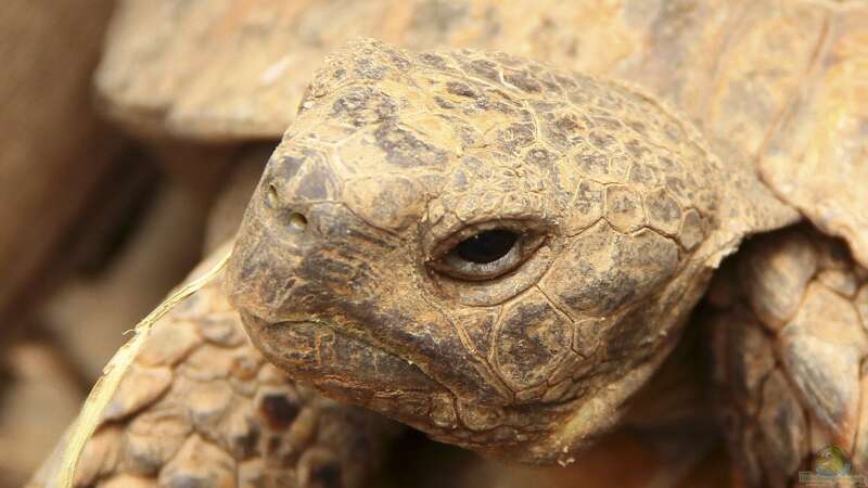 Schildkröten im Terrarium halten