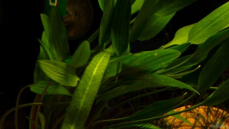 Cryptocoryne x willisii von Chris P. (6)