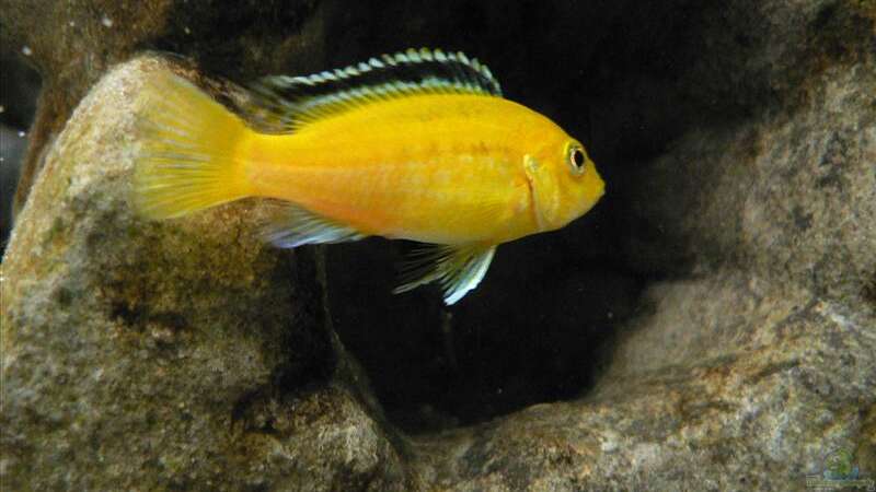 Labidochromis caeruleus yellow von Thobi (12)