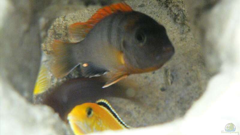 Labidochromis hongi, Labidochromis yellow von Thobi (6)