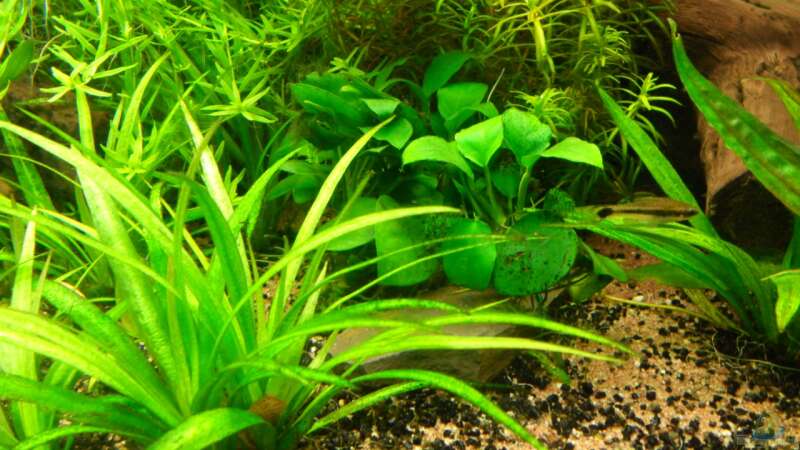 Echinodorus latifolius im Aquarium pflegen (Einrichtungsbeispiele für Mittlere Schwertpflanze)