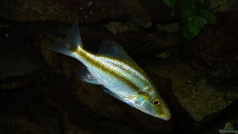 Dimidiochromis compressiceps von Juergen Arnold (11)