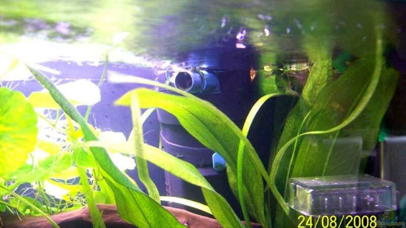 Fluval 2 plus Innenfilter = 400 L/ h von Thomas Schmidt (23)