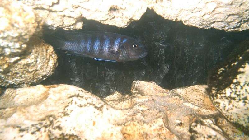 Besatz im Aquarium Becken 1040 von Ingo Weiß (8)