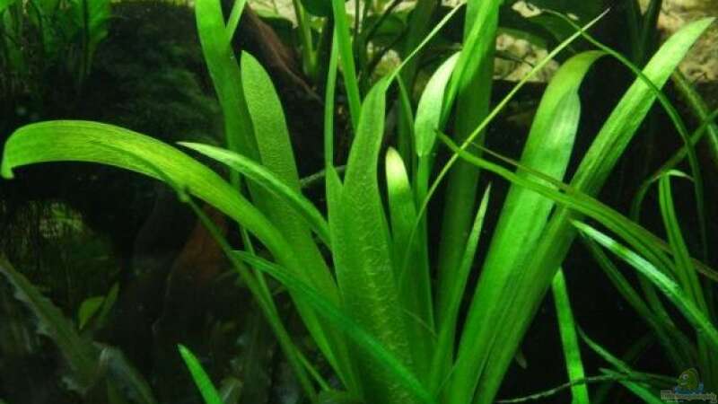 Aquarien mit Sagittaria platyphylla (Breitblättriges Pfeilkraut)