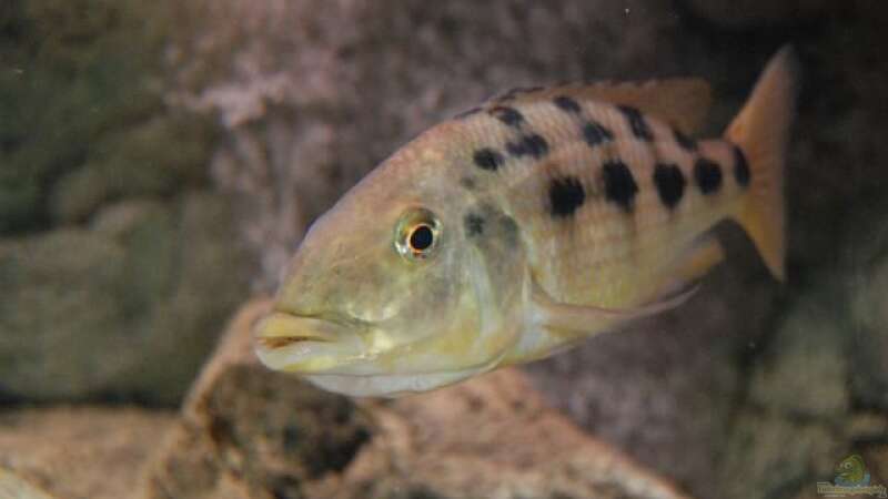 Besatz im Aquarium Becken 10590 von Wietze Bron (116)