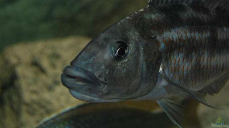 Besatz im Aquarium Becken 10590 von Wietze Bron (117)