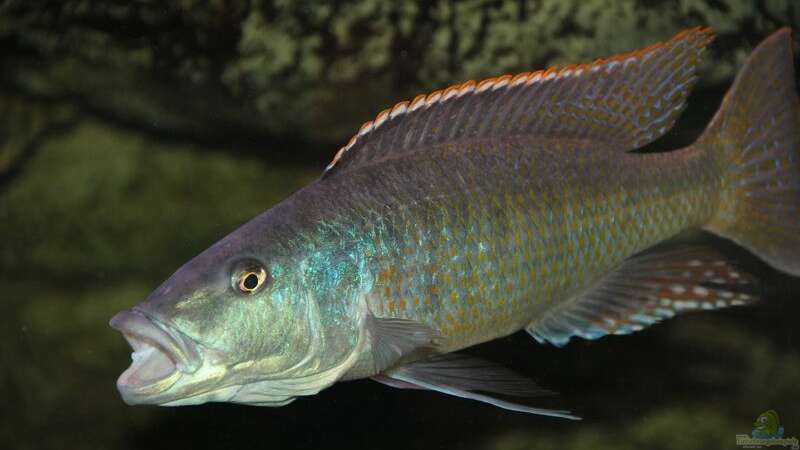 Einrichtungsbeispiele für die Haltung von Champsochromis spilorhynchus im Aquarium