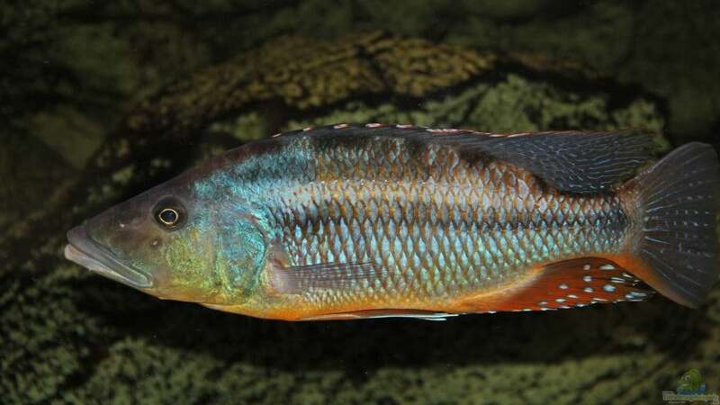 Einrichtungsbeispiele für die Haltung von Tyrannochromis maculiceps im Aquarium