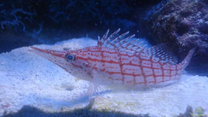 Besatz im Aquarium Becken 10686 von enemey (23)