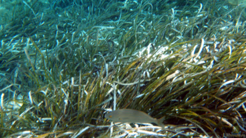 Mallorca unter der Wasseroberfläche