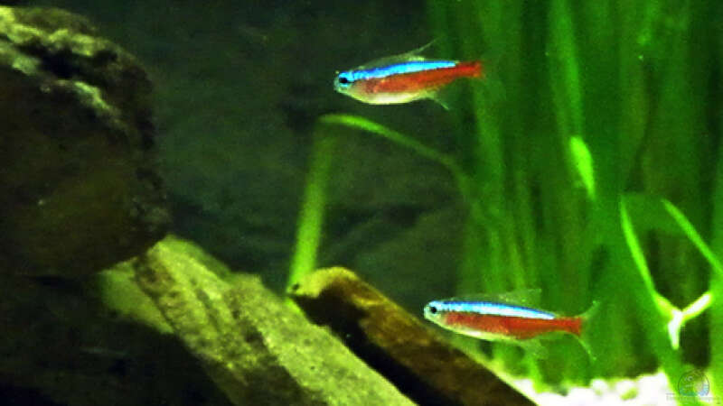 Roter Neon von Cichlid Power (4)