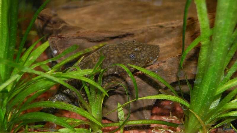 Besatz im Aquarium Becken 10737 von Wiebke Bielefeld (11)