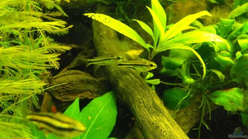 Besatz im Aquarium Becken 10738 von -serok- (12)