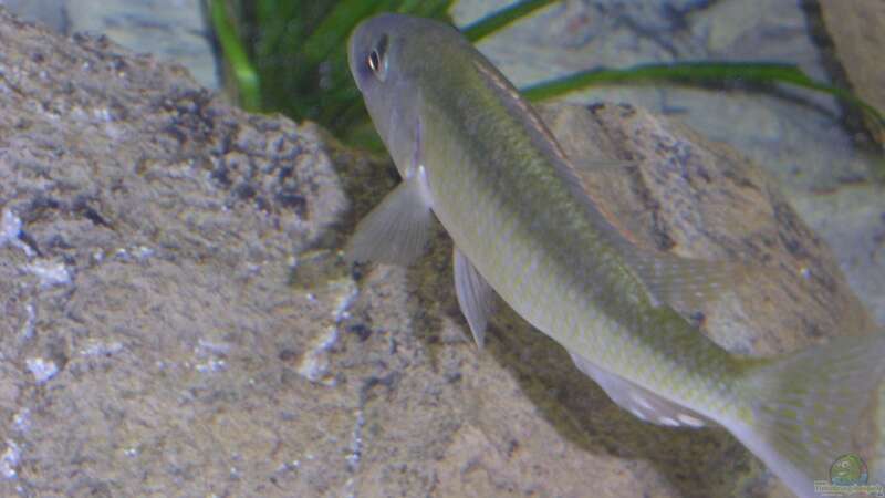 Champsochromis caeruleus Bock von Wesermalawi (26)