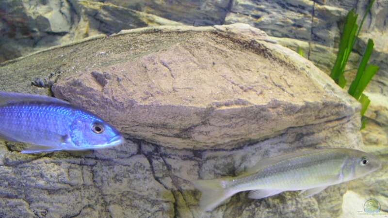 Einrichtungsbeispiele für die Haltung von Champsochromis caeruleus (Forellenbuntbarsch) im Aquarium