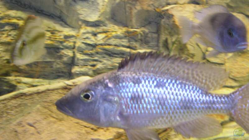 Fossochromis rostratus Bock von Wesermalawi (43)