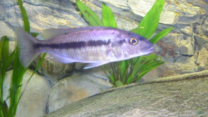 Taeniochromis holotaenia Bock von Wesermalawi (47)