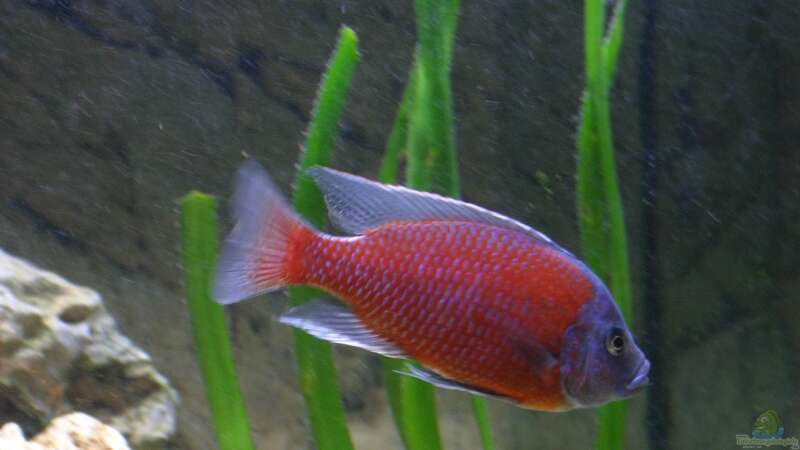 Einrichtungsbeispiele mit Copadichromis borleyi (Kadango Red Fin)