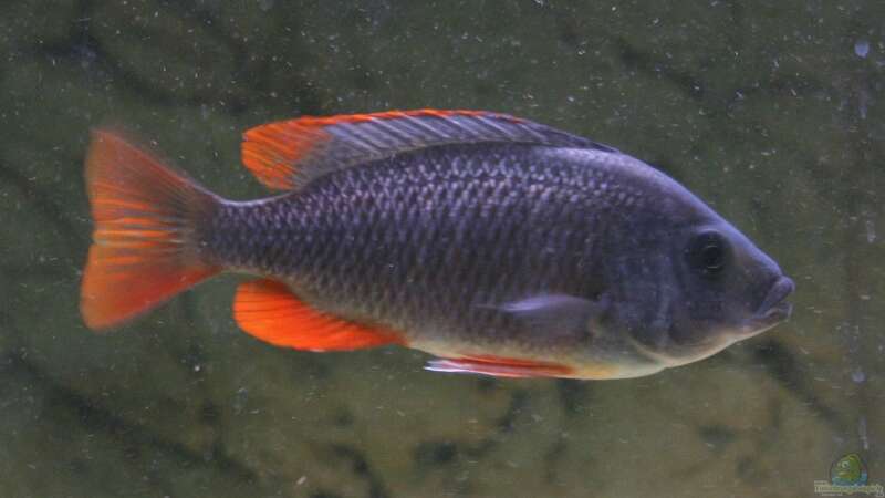 Einrichtungsbeispiele mit Copadichromis borleyi (Kadango Red Fin)