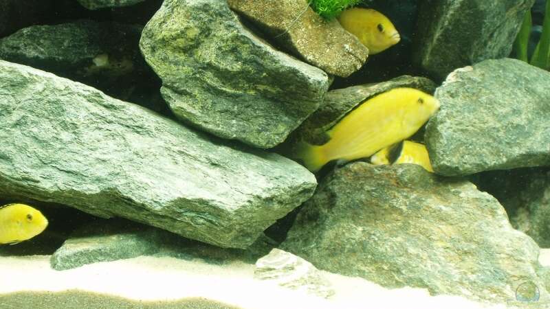 Labidochromis caeruleus (Yellow) von A.Zabanoff (17)