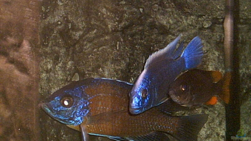 Einrichtungsbeispiele für Aquarien mit Copadichromis