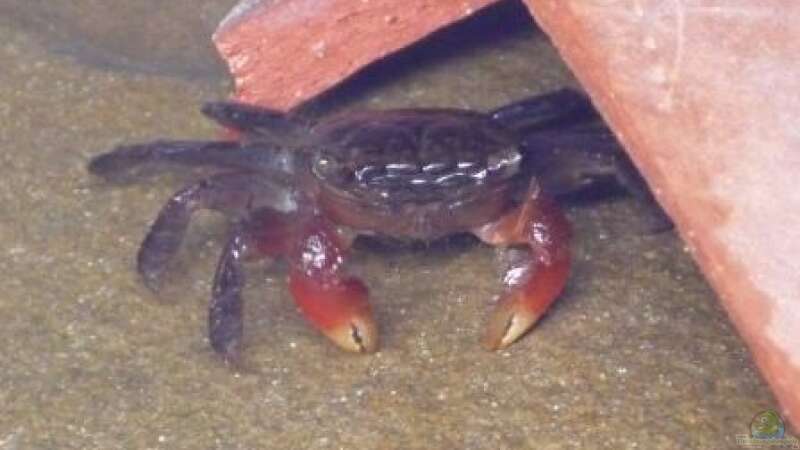 Besatz im Aquarium So nicht mehr vorhanden von Robert (6)