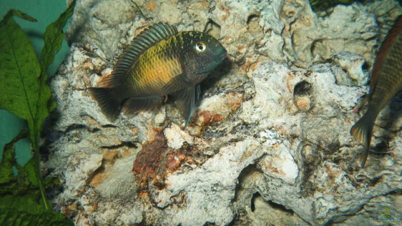 TROPHEUS MUPULUNGU  von Marvin Michel (3)